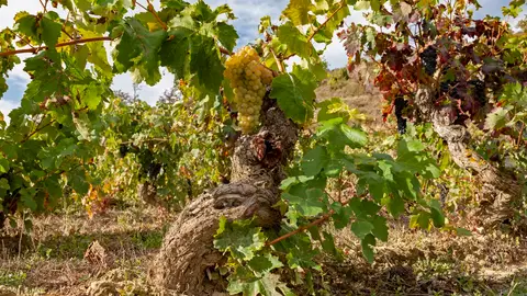 Viñedo en Álava Viñedo en Álava