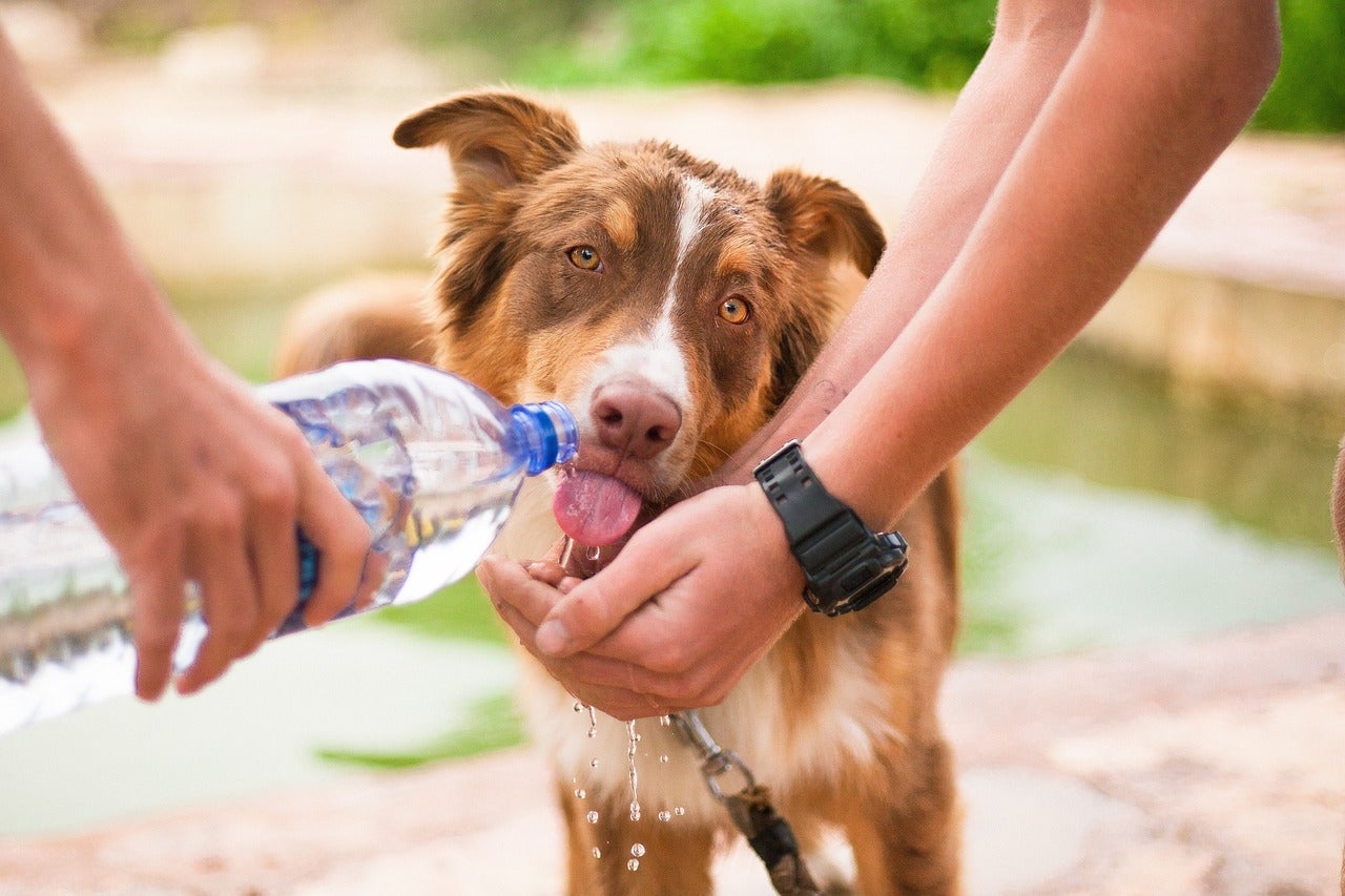 ¿Pueden los perros sufrir golpes de calor? Atención a estos síntomas ¿Pueden los perros sufrir golpes de calor? Atención a estos síntomas