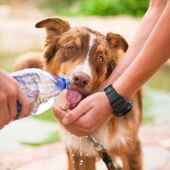 Una persona da de beber agua a su perro