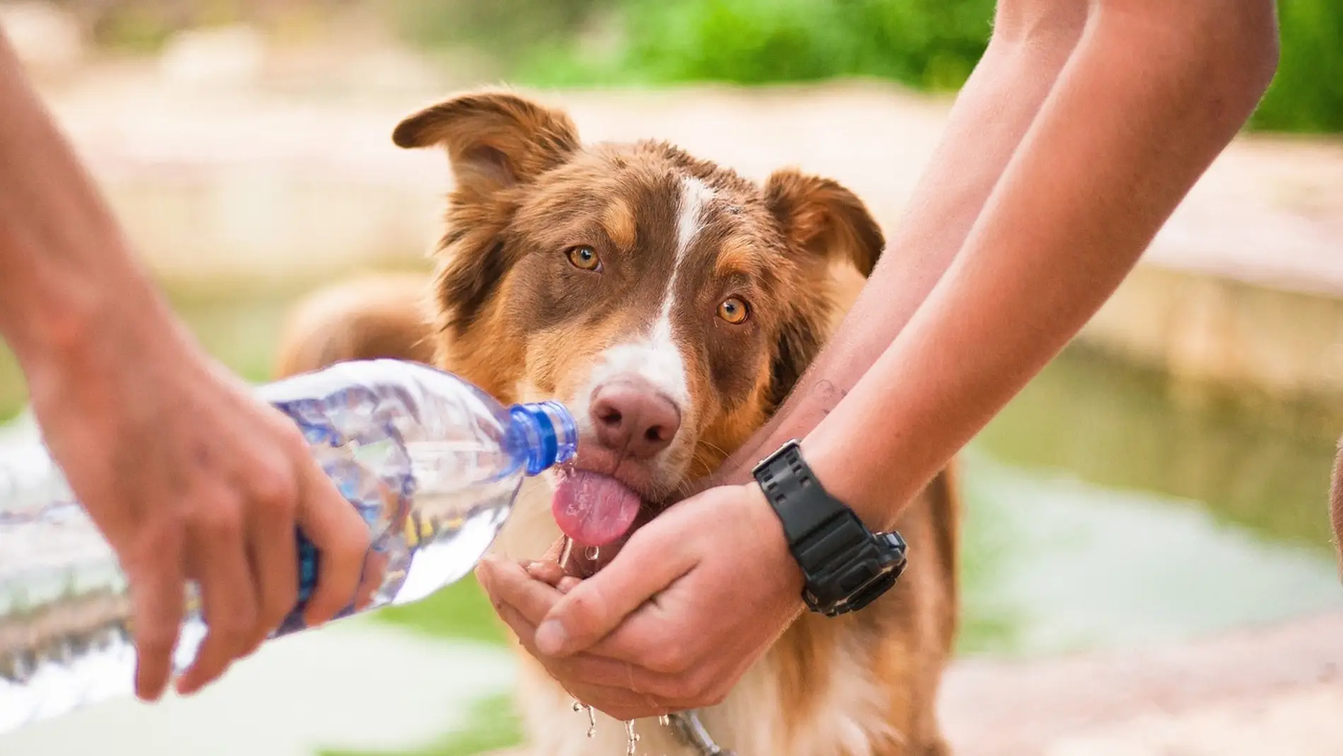 Una persona da de beber agua a su perro