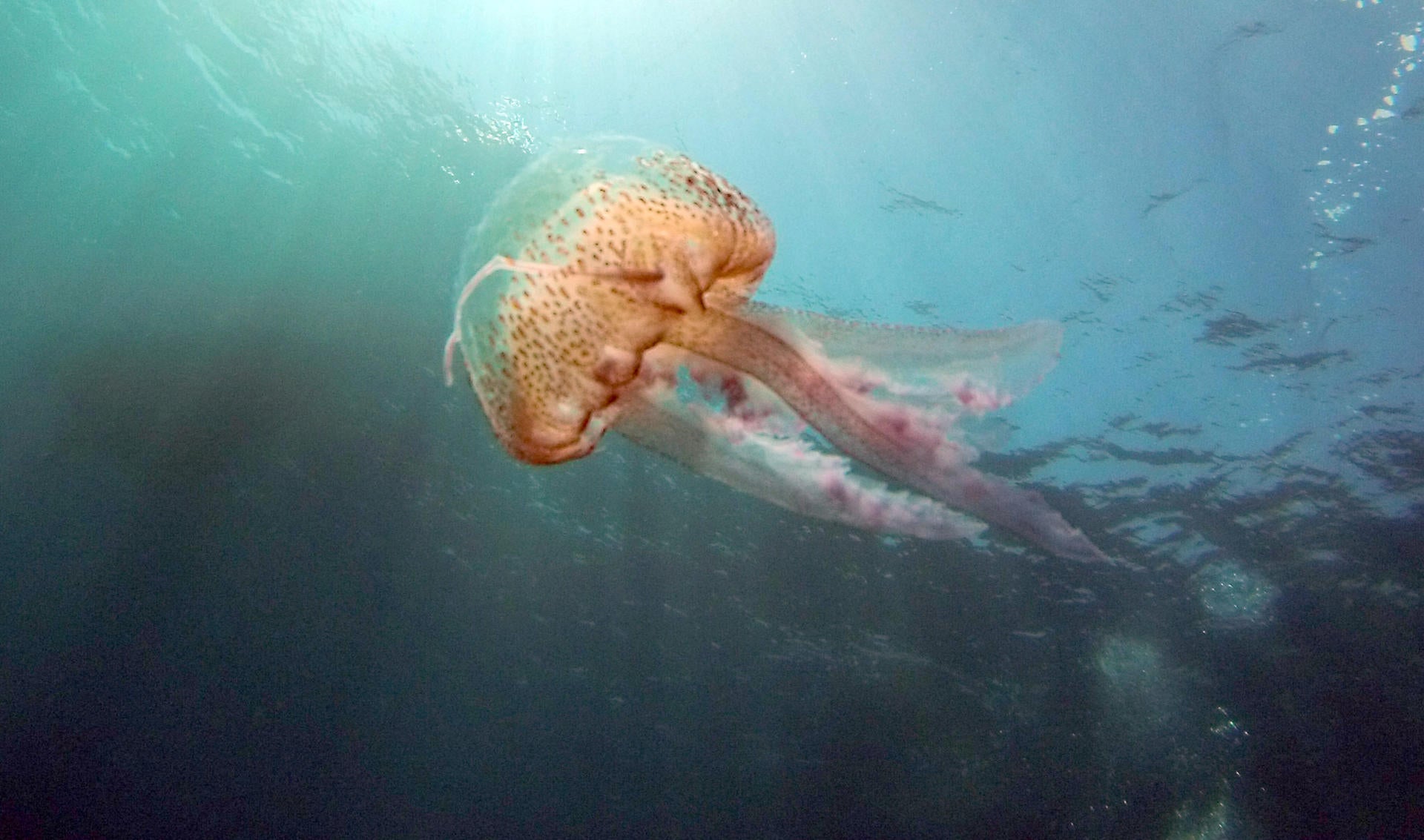 Augmenta el nombre de meduses a la costa catalana Augmenta el nombre de meduses a la costa catalana