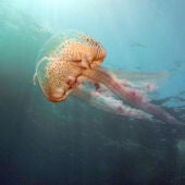 Contaminacion organica y ausencia de depredadores causas de la proliferacion de medusas