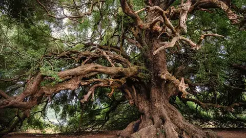 plantas, cambio climático plantas, cambio climático