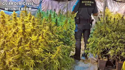 Dos vecinos de Mérida detenidos y desmantelada una plantación de marihuana con 440 plantas en una nave de Guareña Dos vecinos de Mérida detenidos y desmantelada una plantación de marihuana con 440 plantas en una nave de Guareña