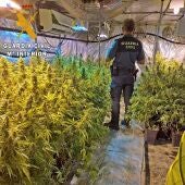 Dos vecinos de Mérida detenidos y desmantelada una plantación de marihuana con 440 plantas en una nave de Guareña