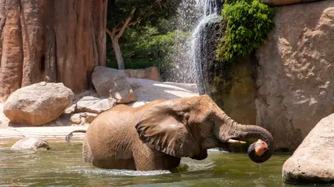 Bioparc Valencia Bioparc Valencia
