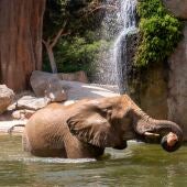 Bioparc Valencia