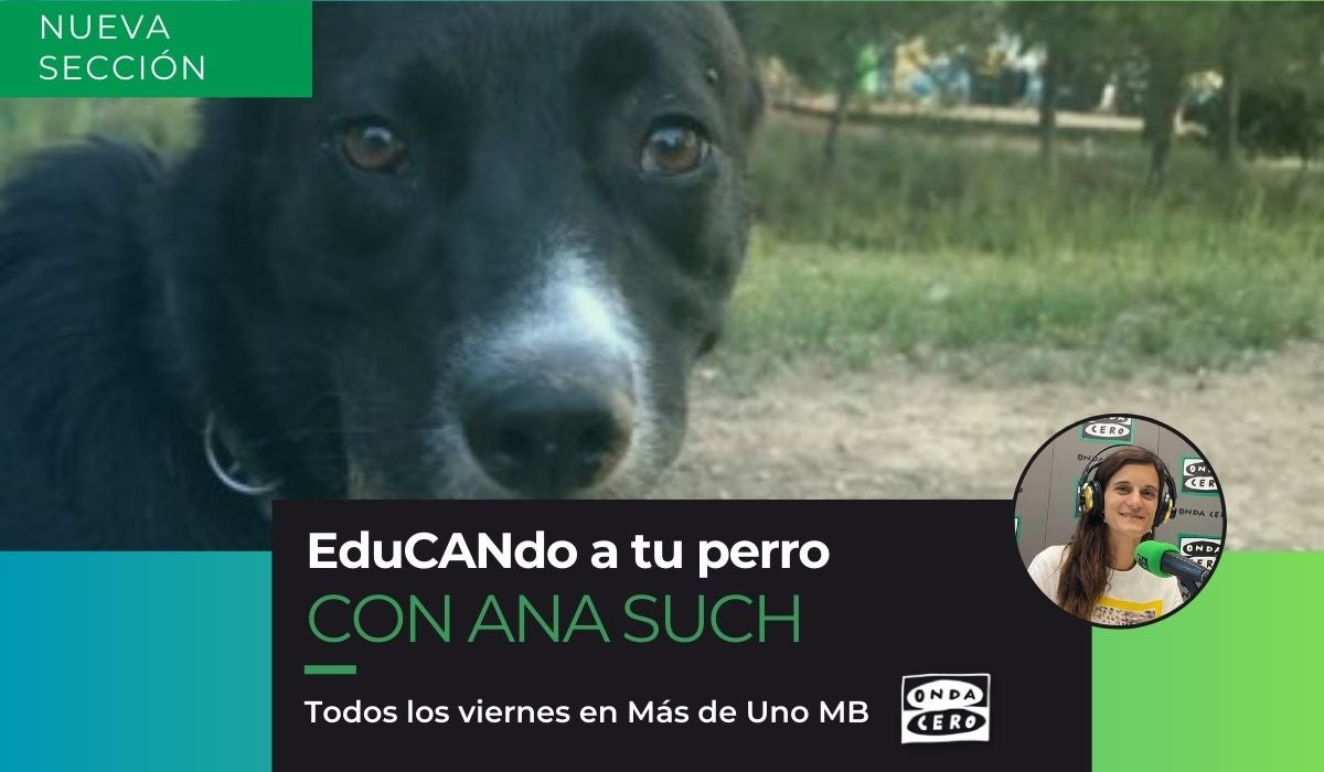 Edu-CAN-do a tu perro (25/08/2023) Edu-CAN-do a tu perro (25/08/2023)