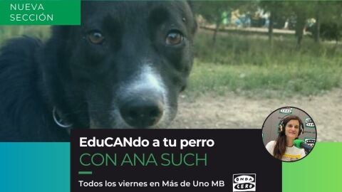 Edu-CAN-do a tu perro_Plantilla