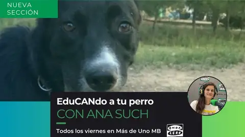 Edu-CAN-do a tu perro_Plantilla Edu-CAN-do a tu perro_Plantilla