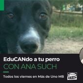 Edu-CAN-do a tu perro_Plantilla