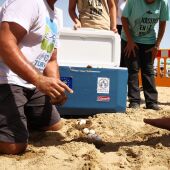 Voluntarios de Talaiola y Margalló-Ecologistas en Acción vigilarán el nido de tortuga boba de la playa del Carabassí de Elche.