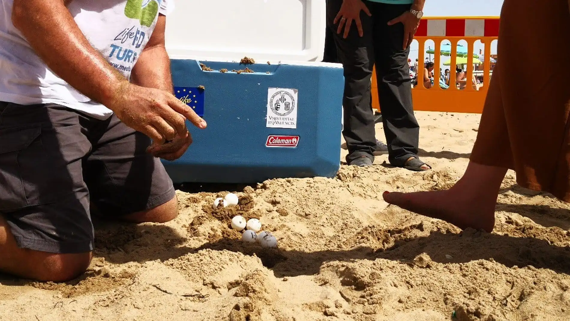 Voluntarios de Talaiola y Margalló-Ecologistas en Acción vigilarán el nido de tortuga boba de la playa del Carabassí de Elche.