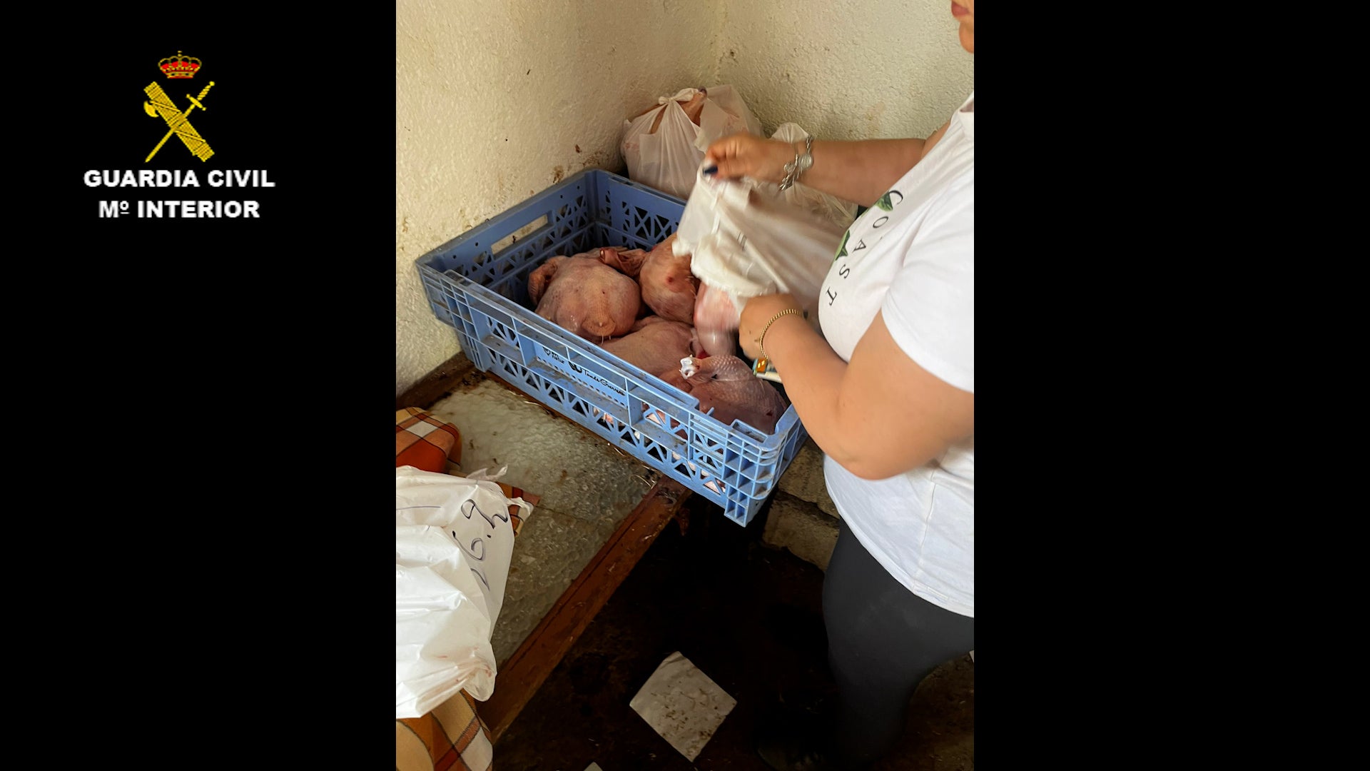 Investigan un matadero de aves ilegal en Zurgena Investigan un matadero de aves ilegal en Zurgena