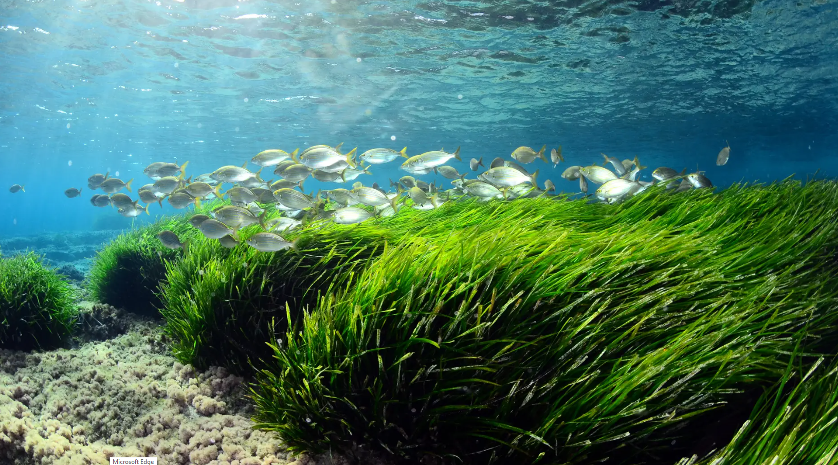 Las especies autóctonas del Mediterráneo corren peligro frente a la subida extrema de la temperatura del agua Las especies autóctonas del Mediterráneo corren peligro frente a la subida extrema de la temperatura del agua