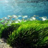 La posidonia oceánica, uno de los valores de nuestro ecosistema marino