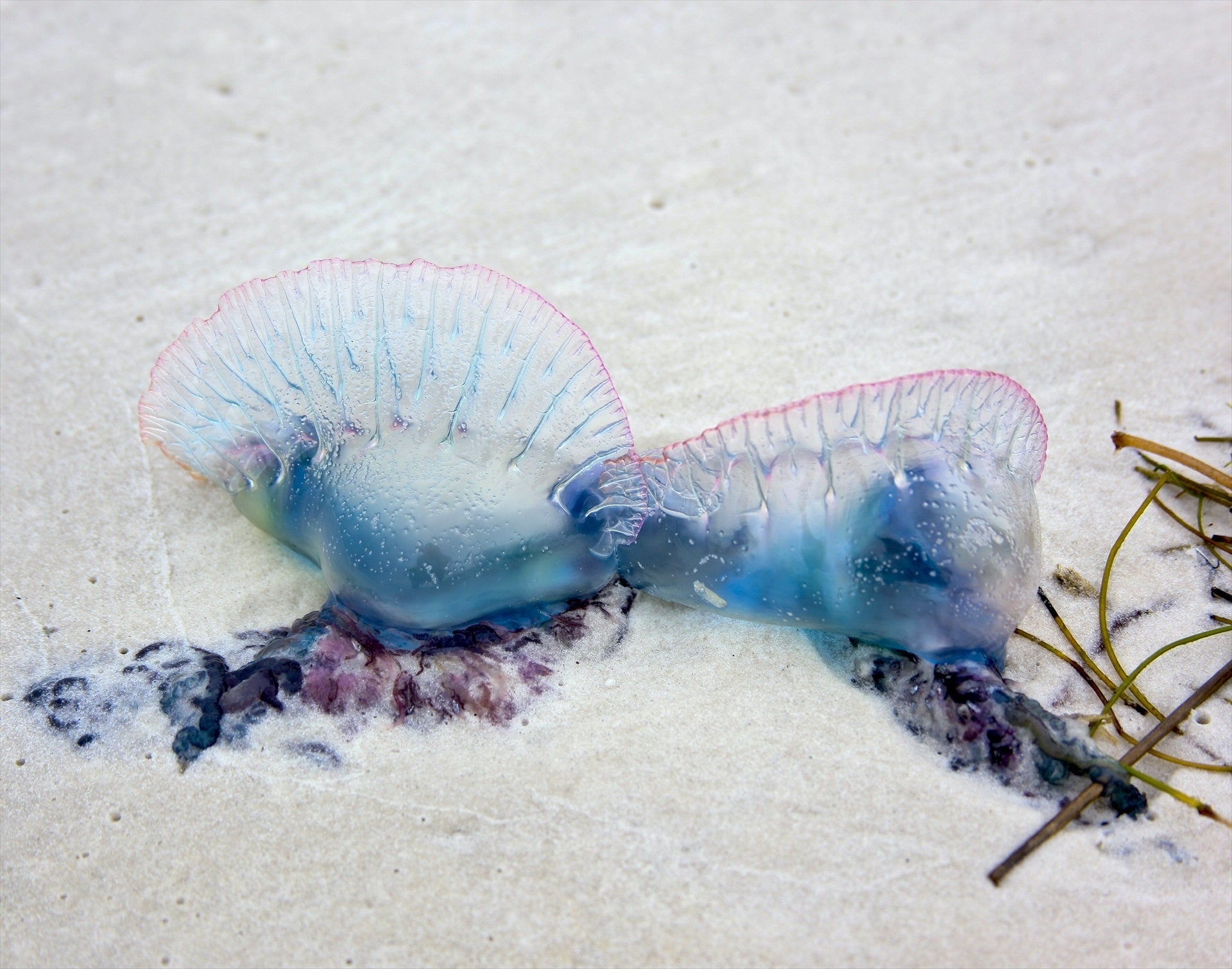 Así es la carabela portuguesa: los peligros de esta medusa y dónde se encuentra Así es la carabela portuguesa: los peligros de esta medusa y dónde se encuentra