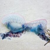 Así es la carabela portuguesa: los peligros de esta medusa y dónde se encuentra
