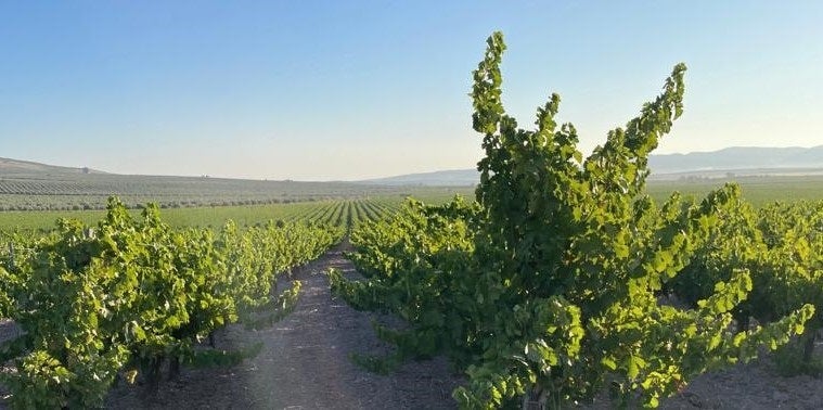 Muere un hombre de 58 años mientras trabajaba en el campo en Montilla, en Córdoba Muere un hombre de 58 años mientras trabajaba en el campo en Montilla, en Córdoba