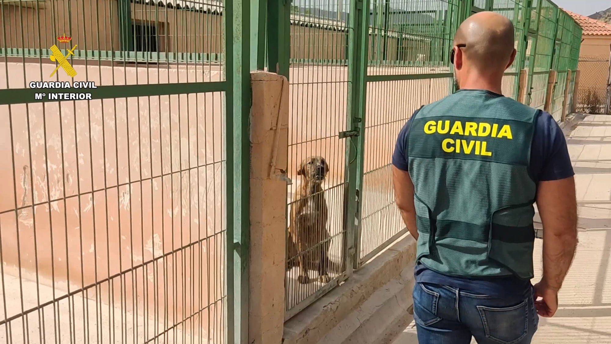 Detenido por estafar presuntamente a dueños de perros robados haciéndoles creer que conocía su paradero Detenido por estafar presuntamente a dueños de perros robados haciéndoles creer que conocía su paradero