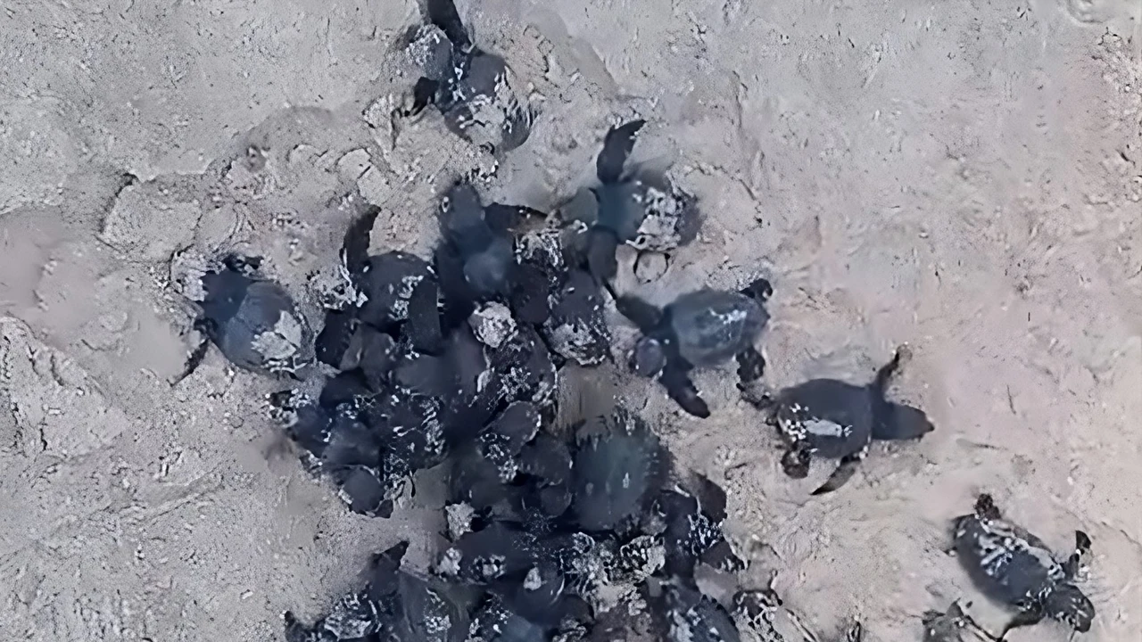 Tortugas Bobas de Elche recién nacidas