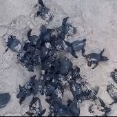 Las primeras 48 tortugas Bobas de Elche recién nacidas en una playa de Valencia. 