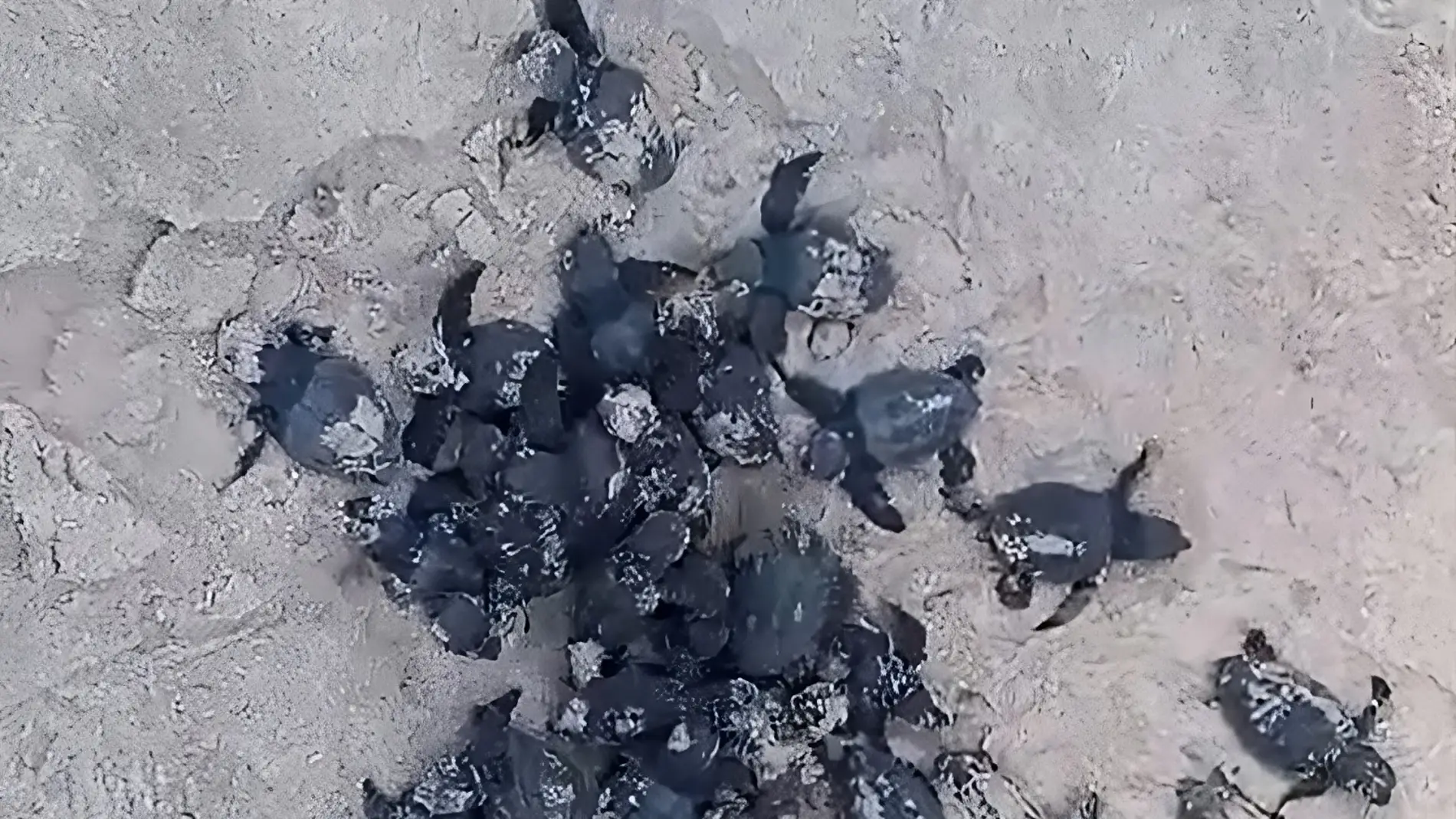 Las primeras 48 tortugas Bobas de Elche recién nacidas en una playa de Valencia. 