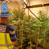 Plantación marihuana 139 plantas Alzira Plantación marihuana 139 plantas Alzira