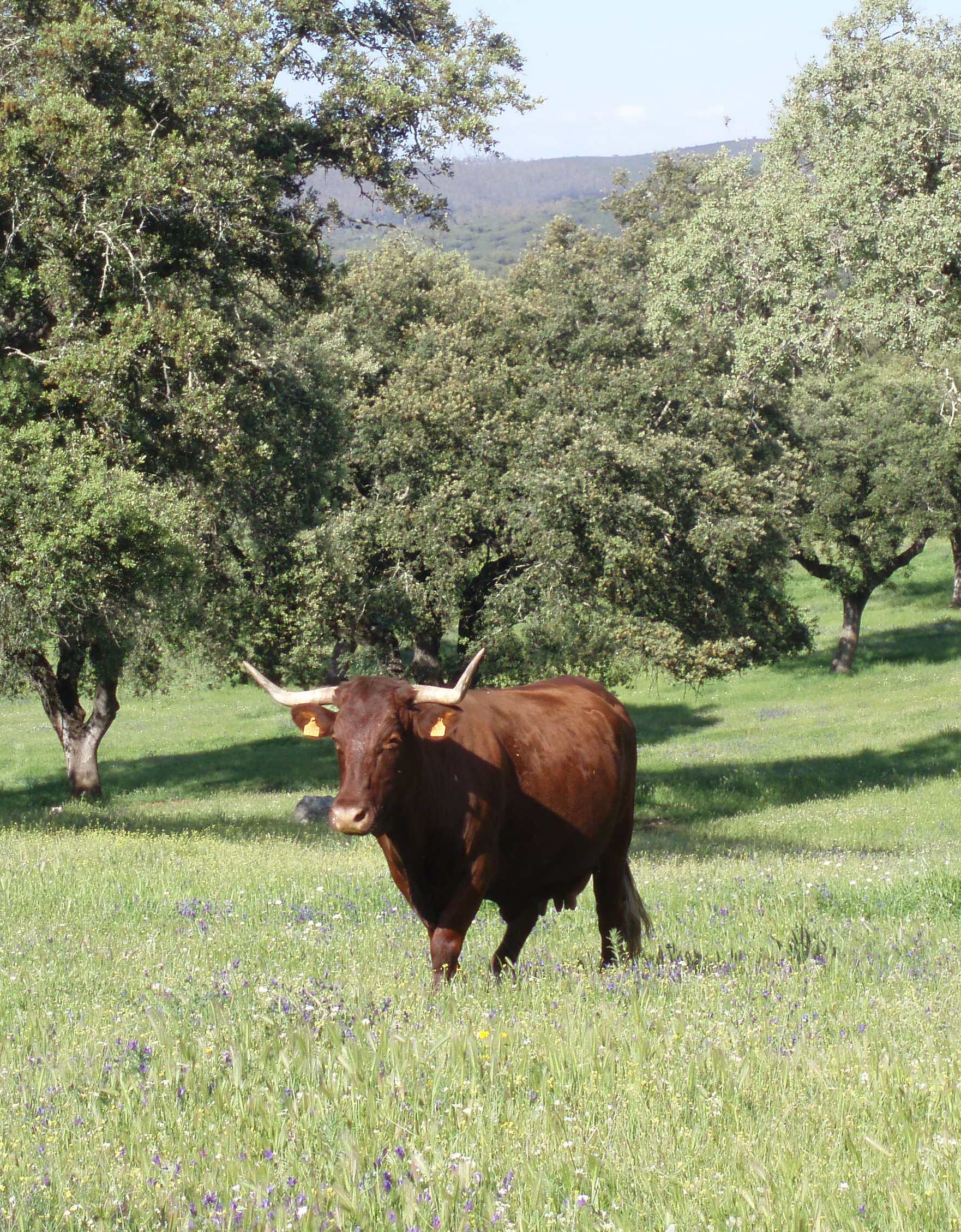 Bruselas reconoce la "vaca de Extremadura" como nueva indicación geográfica por su gran calidad y su cuidado en la dehesa Bruselas reconoce la "vaca de Extremadura" como nueva indicación geográfica por su gran calidad y su cuidado en la dehesa