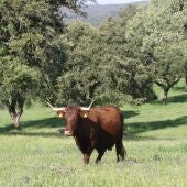 Bruselas reconoce la "vaca de Extremadura" como nueva indicación geográfica por su gran calidad y su cuidado en la dehesa