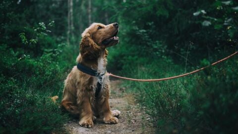 &iquest;C&oacute;mo podemos proteger a nuestras mascotas del color?