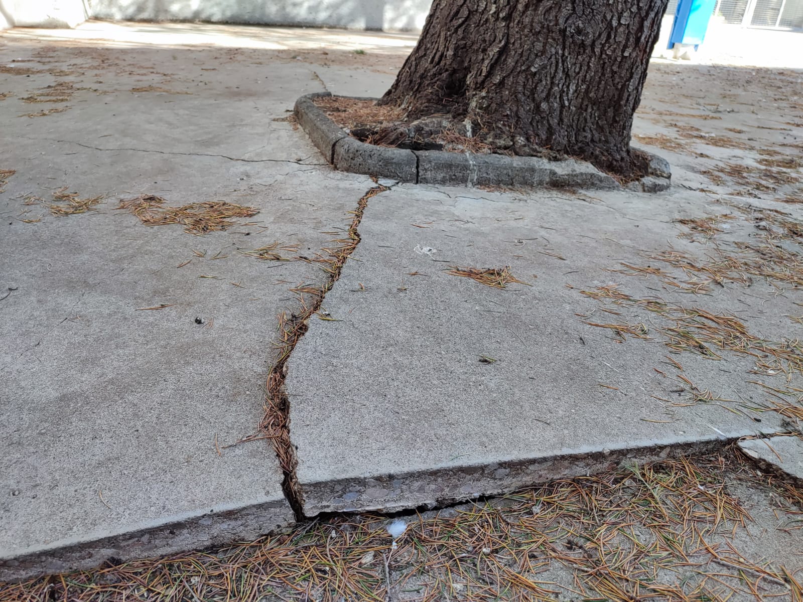 El IES Ramón y Cajal espera que Educación asuma el gasto de retirada del árbol del patio El IES Ramón y Cajal espera que Educación asuma el gasto de retirada del árbol del patio