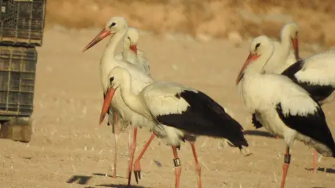 Las cigüeñas blancas también se pasan por Aspe y Hondón de las Nieves Las cigüeñas blancas también se pasan por Aspe y Hondón de las Nieves