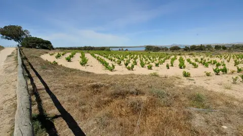 Los vinos de La Mata mantienen la tradición y mejoran su calidad viñedos
