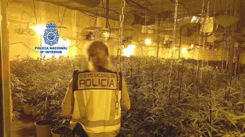 Golpe a la producción de marihuana Desarticulada una organización criminal china