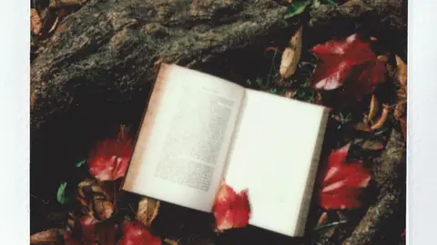 Libro Abierto Sobre La Raíz Del árbol Libro Abierto Sobre La Raíz Del árbol