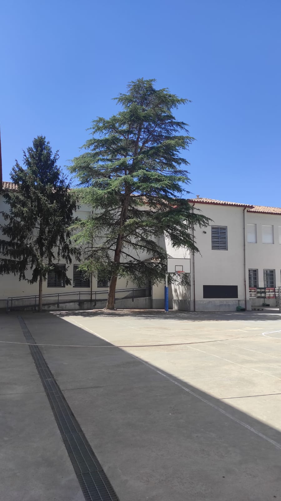 La DGA asumirá el coste de la retirada del árbol del patio del IES Ramón y Cajal La DGA asumirá el coste de la retirada del árbol del patio del IES Ramón y Cajal