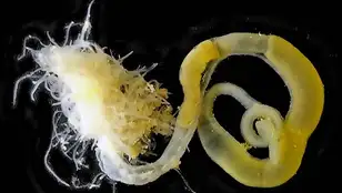 Descubren dos nuevas especies de gusanos marinos en una cueva de las Islas Baleares