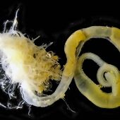 Descubren dos nuevas especies de gusanos marinos en una cueva de las Islas Baleares