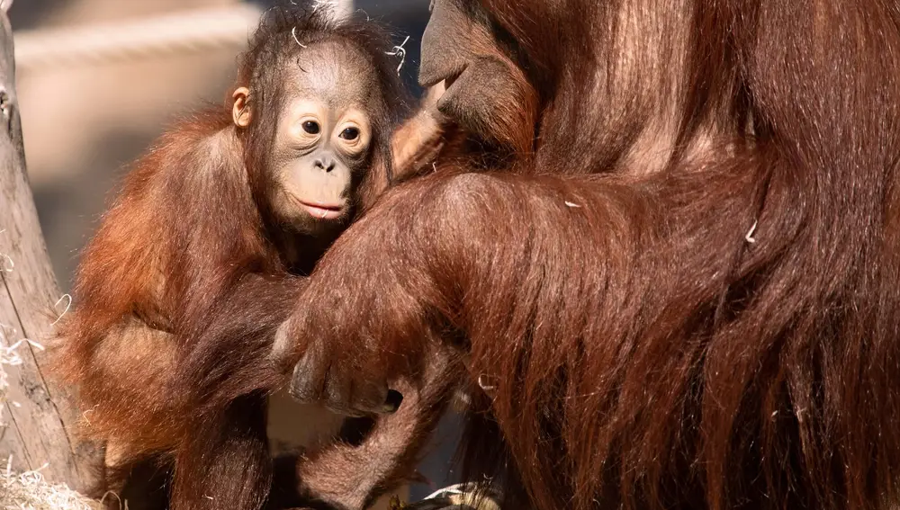Membelai, primera cría de orangután de Borneo nacida en Río Safari Elche como parte del programa europeo de conservación de esta especie amenazada