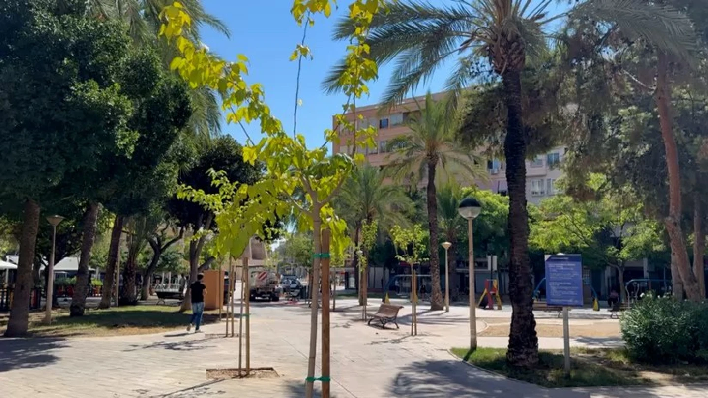La plantación de árboles en la plaza del Algeps de Elche. La plantación de árboles en la plaza del Algeps de Elche.