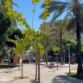 La plantación de árboles en la plaza del Algeps de Elche. La plantación de árboles en la plaza del Algeps de Elche.