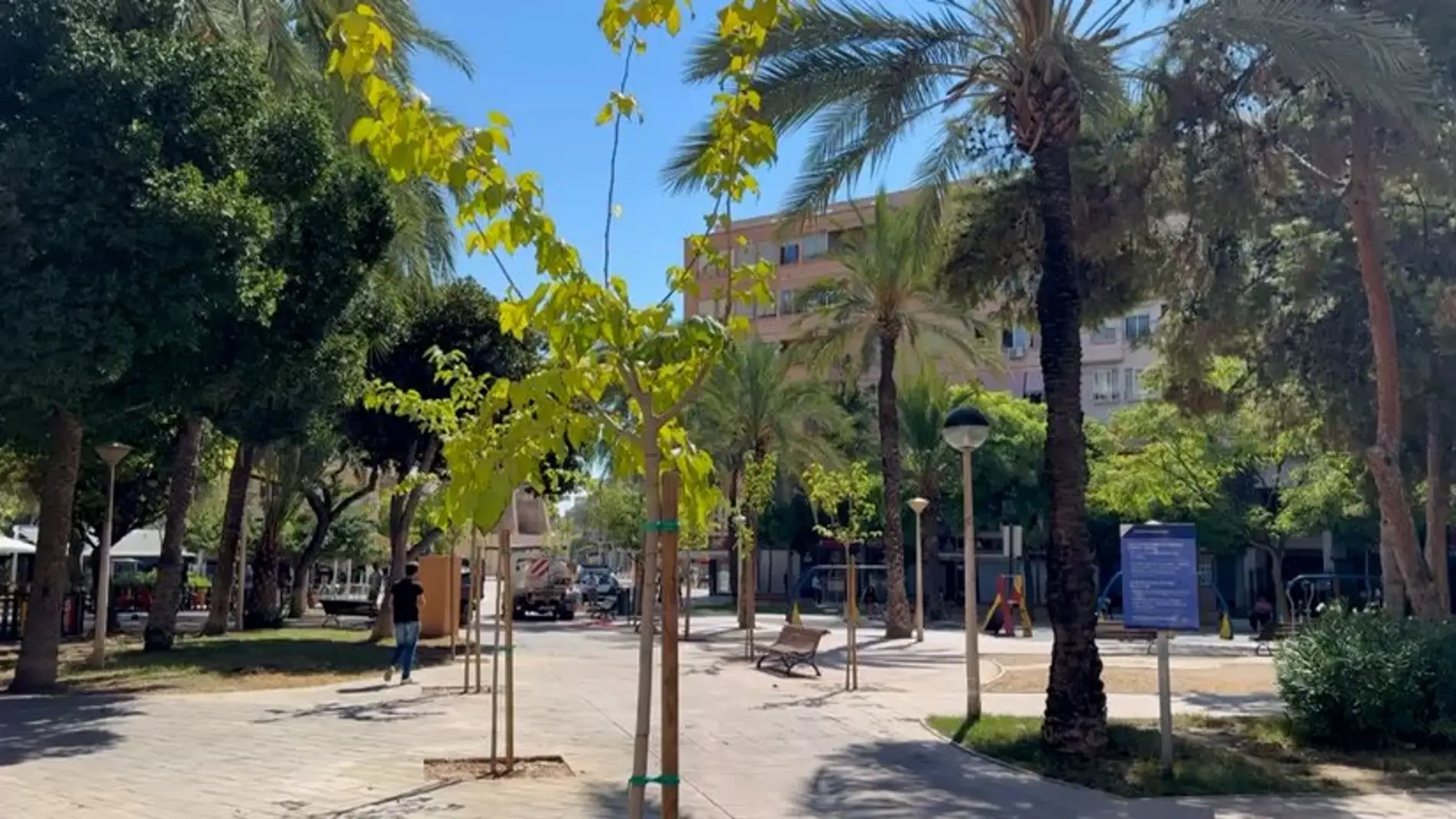 La plantación de árboles en la plaza del Algeps de Elche.
