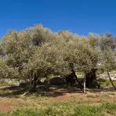 Oliveras Aceite La UNIÓ Oliveras Aceite La UNIÓ