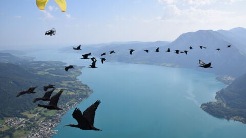 Imagen del vuelo de aprendizaje de las aves