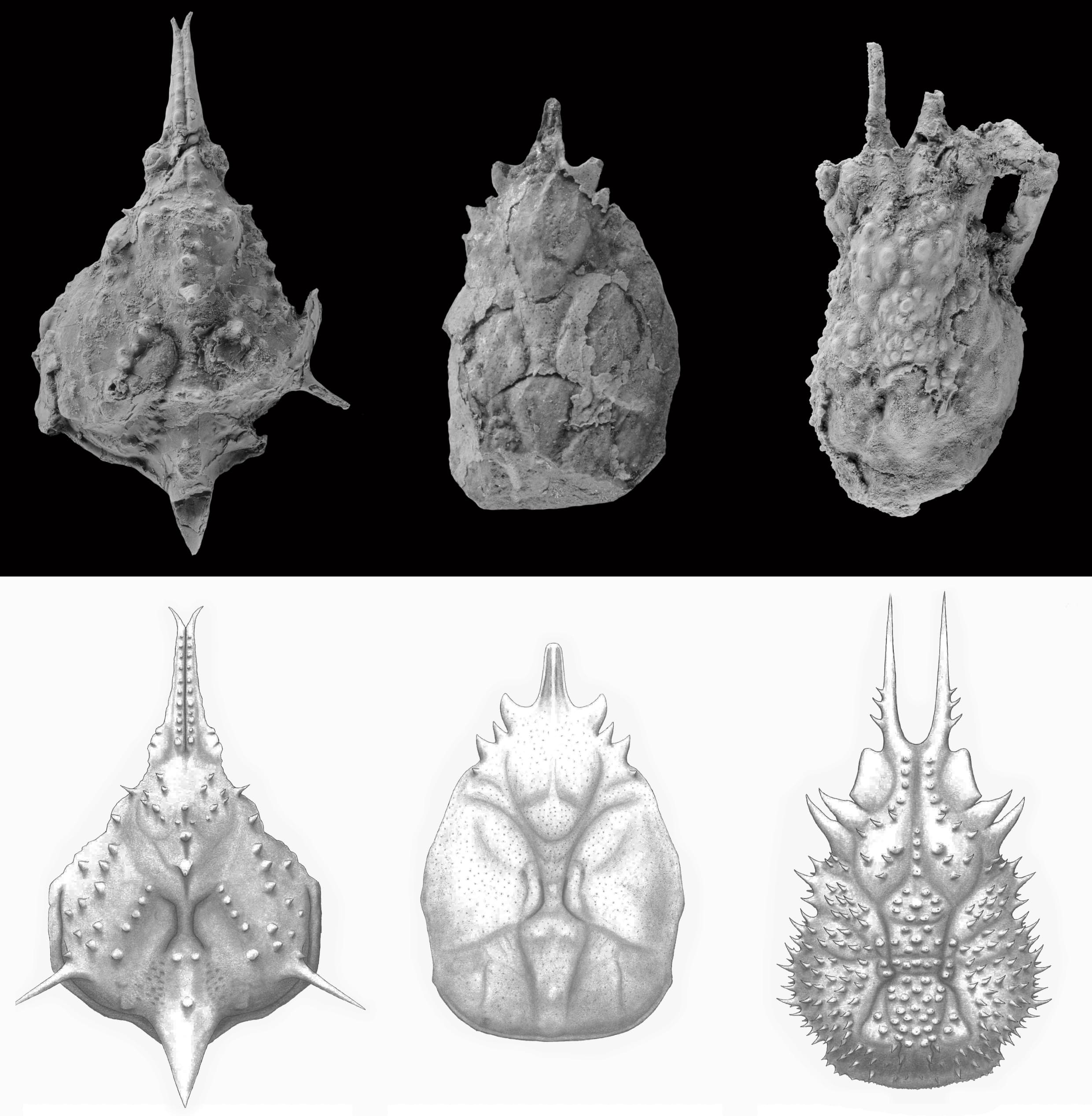 Hallan un conjunto fósil de cangrejos araña en el Pirineo Hallan un conjunto fósil de cangrejos araña en el Pirineo