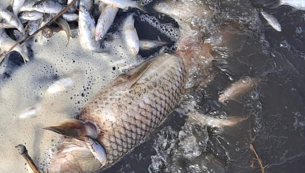 Los peces muertos son carpines y también carpas