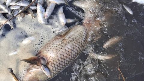 Los peces muertos son carpines y tambi&eacute;n carpas