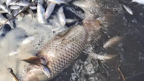 Los peces muertos son carpines y también carpas Los peces muertos son carpines y también carpas