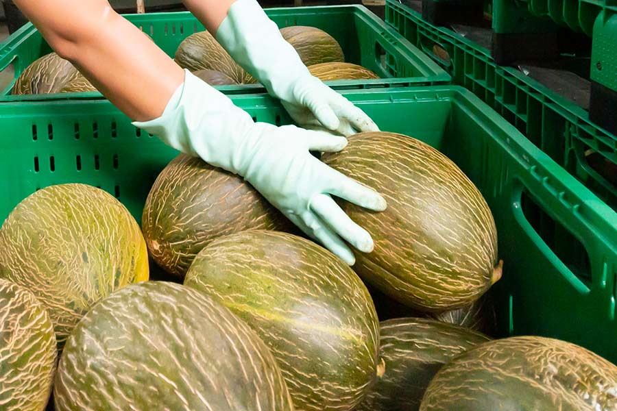 Productores de melón y sandía de CLM consideran injustificado el acusado descenso del precio Productores de melón y sandía de CLM consideran injustificado el acusado descenso del precio